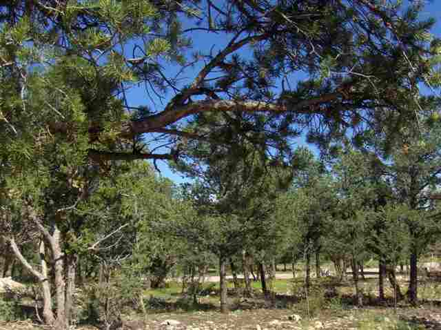 3348 Apache Drive Overgaard, AZ 85933 - Photo 3 of 4