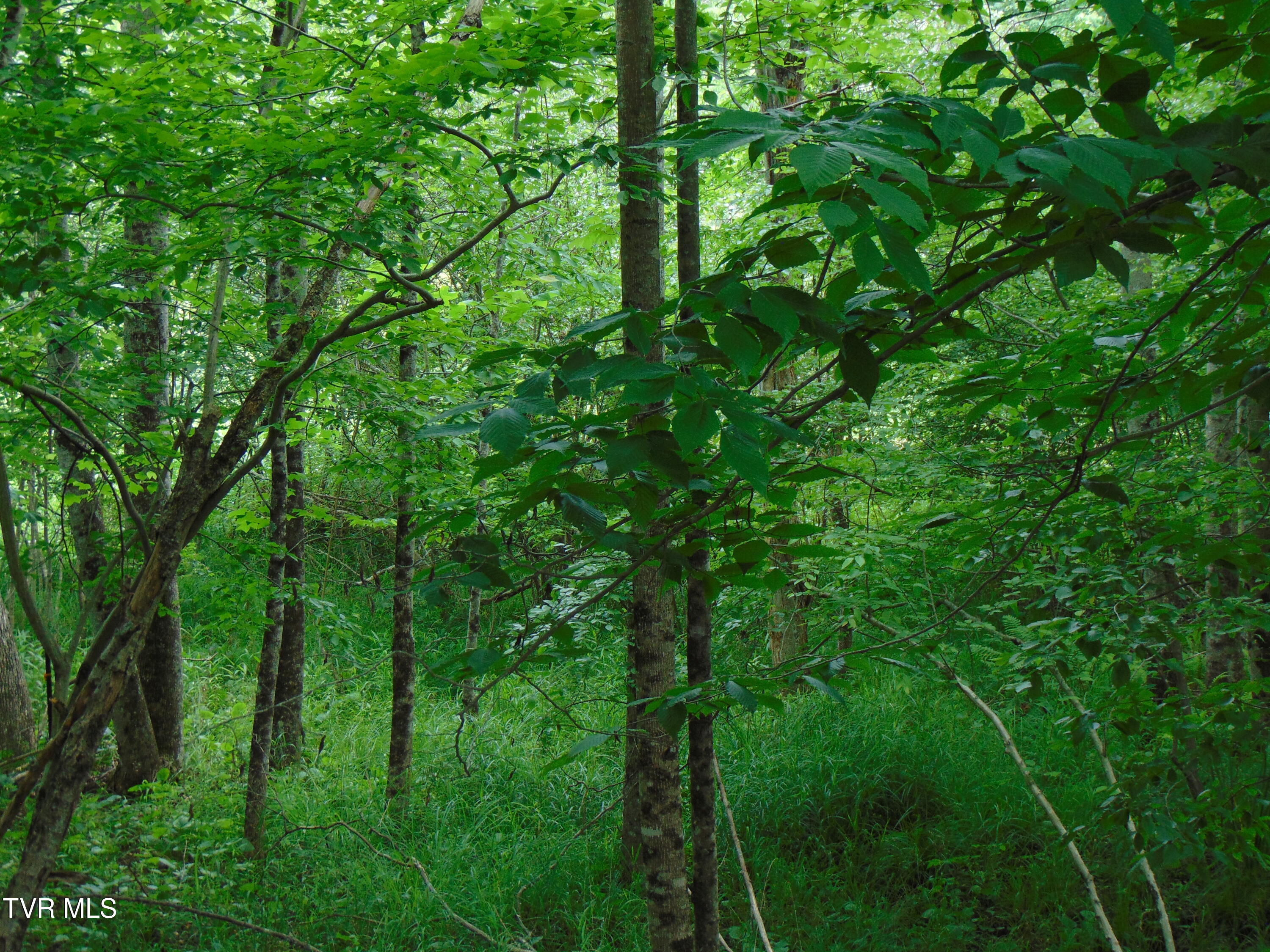 5380 Laurel Fork Road Rocky Gap, VA 24366 - Photo 64 of 69 DSC02310