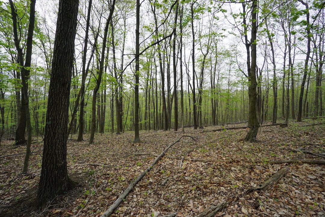 0 Laurel Ridge Road Piketon, OH 45661 - Photo 3 of 18