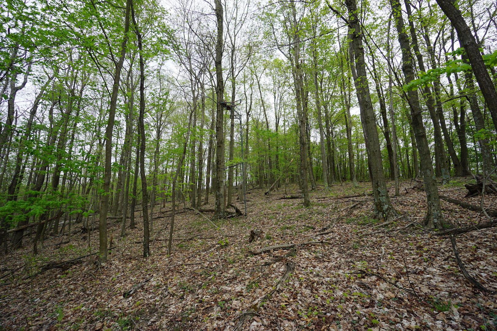 0 Laurel Ridge Road Piketon, OH 45661 - Photo 6 of 18