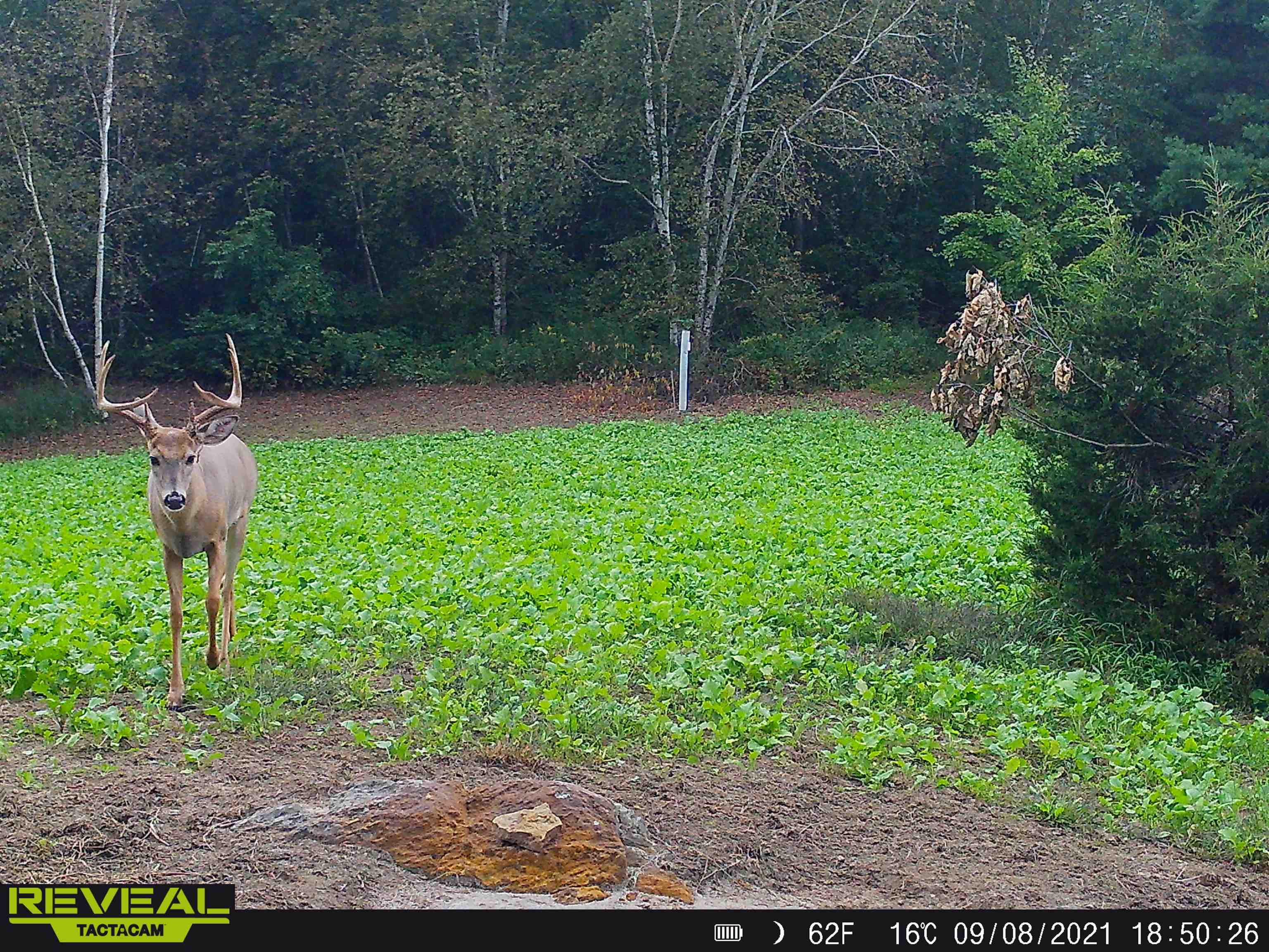 0 Pierce Road Hixton, WI 54635 - Photo 58 of 90 Gallery Image 58