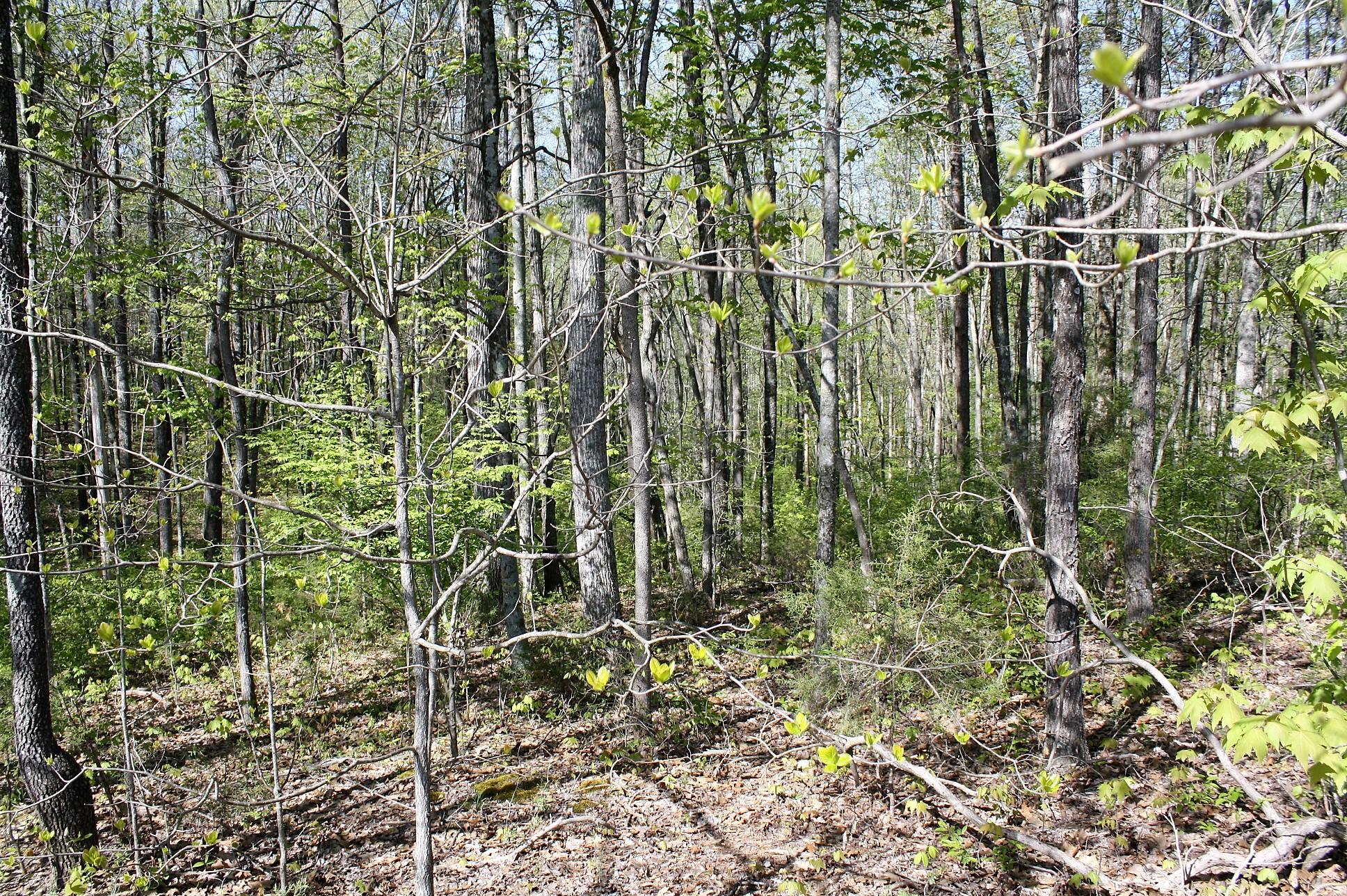 887 Leach Medley Road Speedwell, TN 37870 - Photo 7 of 9 leach medley 14