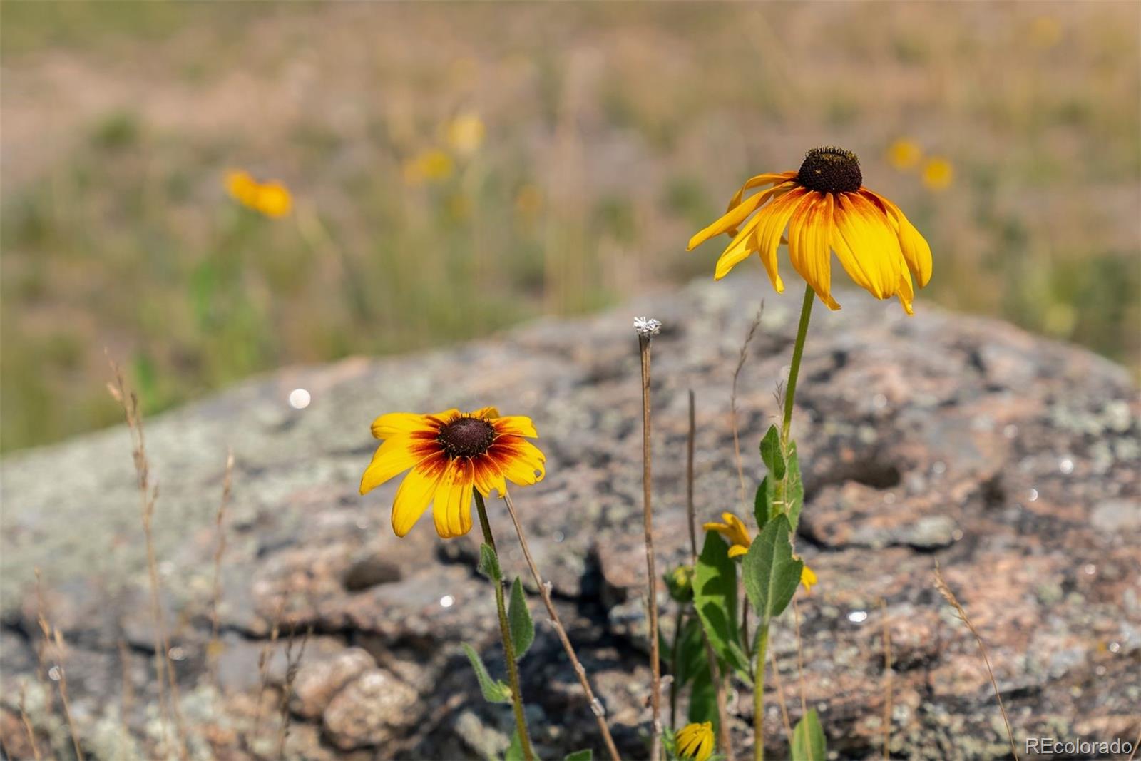 6371 Canyon Creek Road Evergreen, CO 80439 - Photo 23 of 38