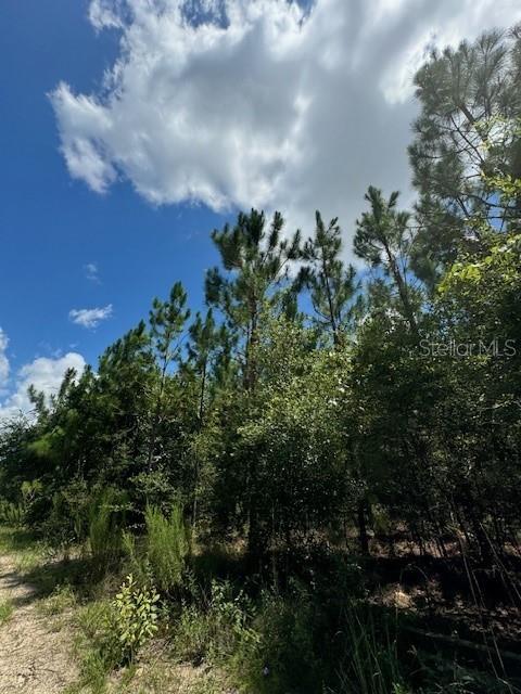Southwest Coles Court Fort White, FL 32038 - Photo 11 of 34 a view of a bunch of trees
