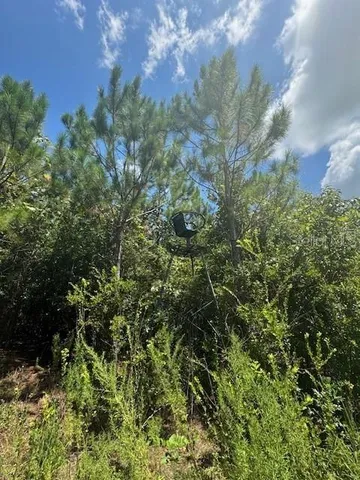 a view of a yard with a tree