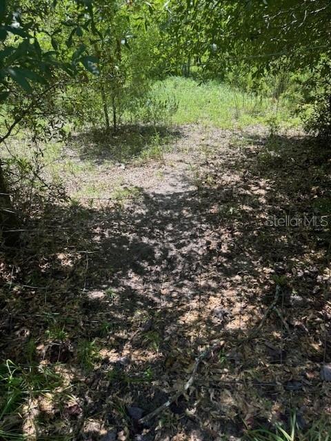Southwest Coles Court Fort White, FL 32038 - Photo 14 of 34 a view of a forest with trees