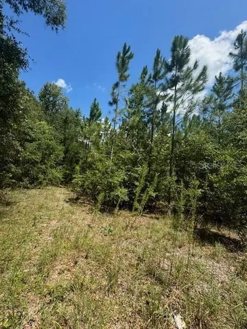 a view of a forest with trees