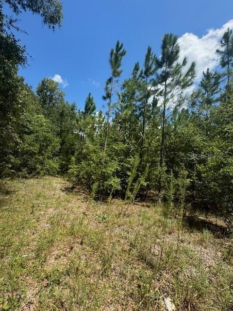 Southwest Coles Court Fort White, FL 32038 - Photo 16 of 34 a view of a yard with a tree