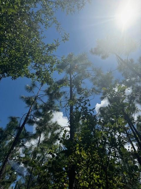 Southwest Coles Court Fort White, FL 32038 - Photo 17 of 34 a view of a forest