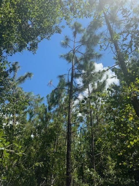 Southwest Coles Court Fort White, FL 32038 - Photo 18 of 34 a view of a yard