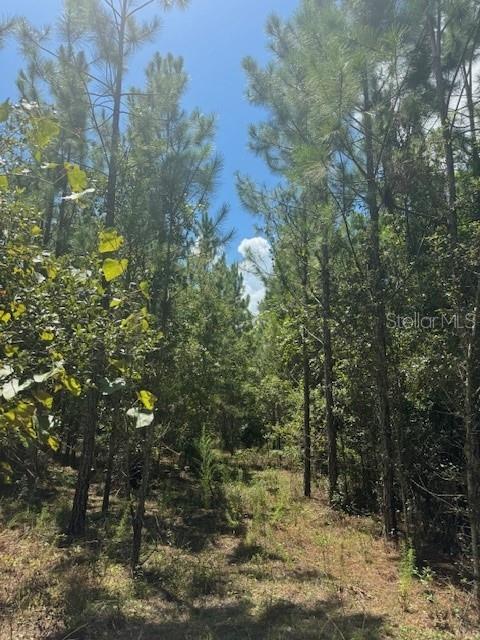 Southwest Coles Court Fort White, FL 32038 - Photo 19 of 34 a view of a forest with trees
