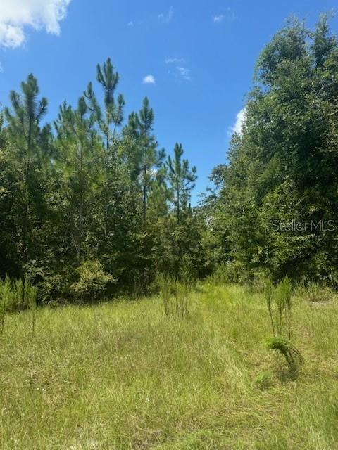 Southwest Coles Court Fort White, FL 32038 - Photo 21 of 34 a view of a garden