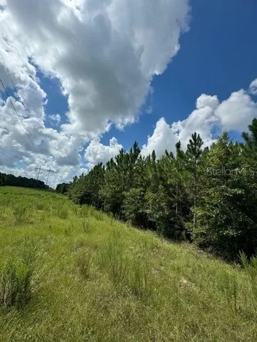 a view of a bunch of plants and trees