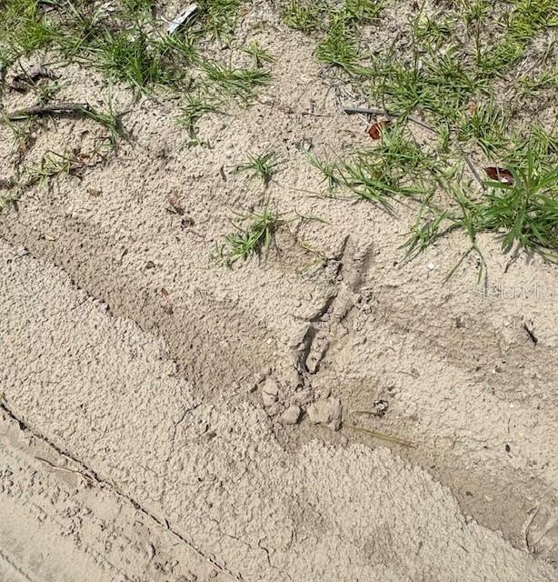 Southwest Coles Court Fort White, FL 32038 - Photo 9 of 34