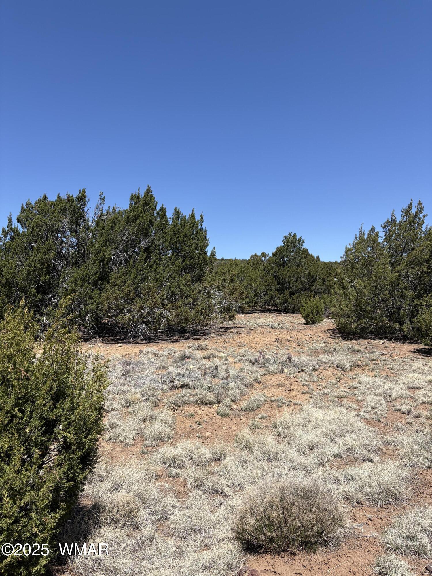 82 North 8368th Concho, AZ 85924 - Photo 3 of 7 High Desert Forest