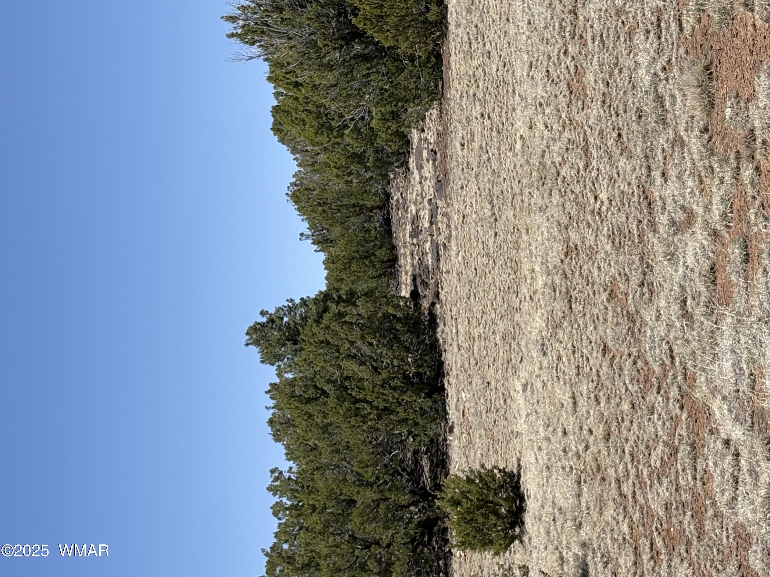 82 North 8368th Concho, AZ 85924 - Photo 7 of 7 Trees
