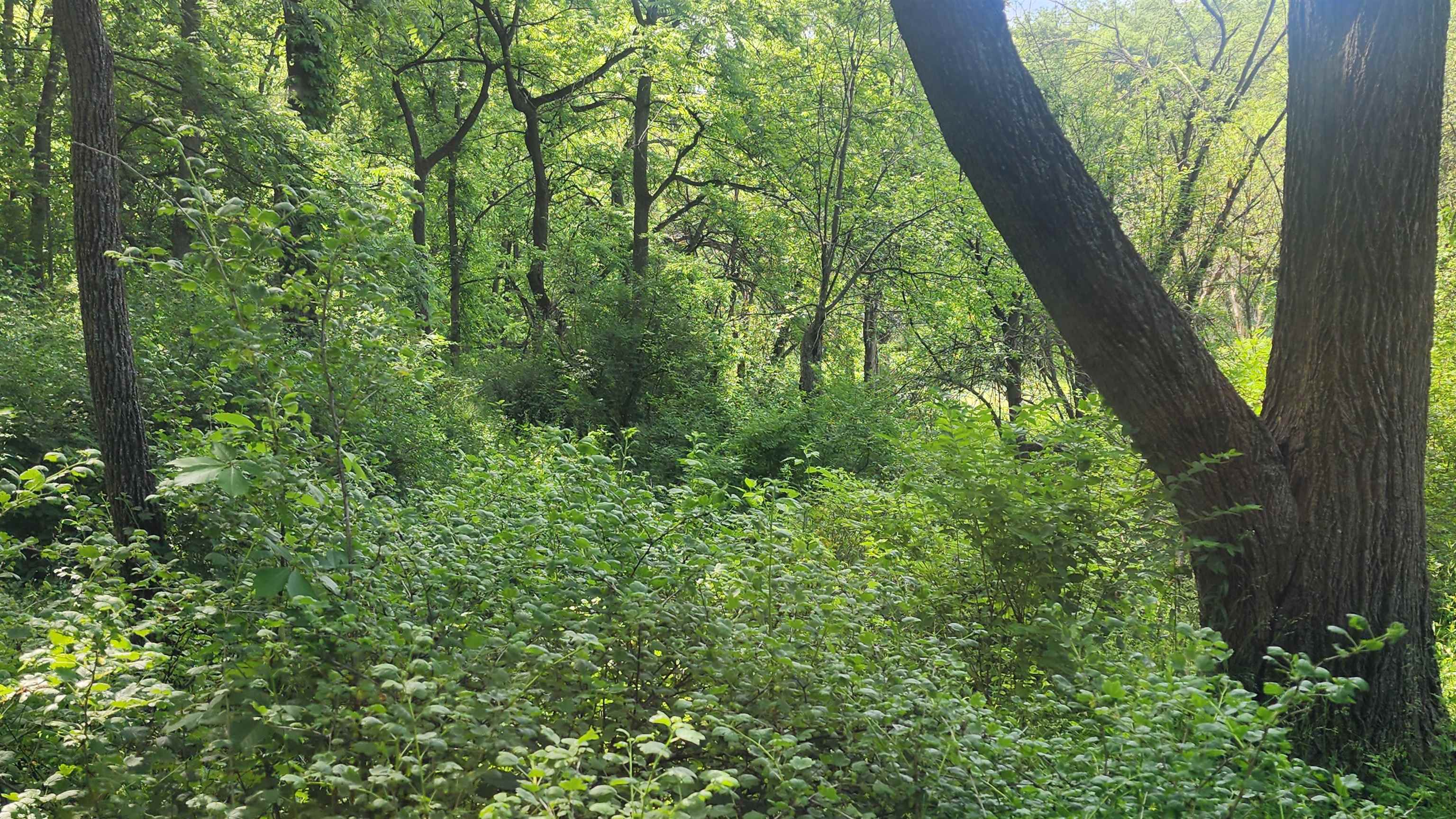 0 Shortcut Seneca, WI 54654 - Photo 12 of 22