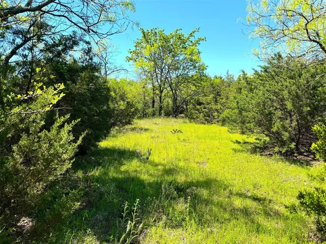 a view of a forest with a tree