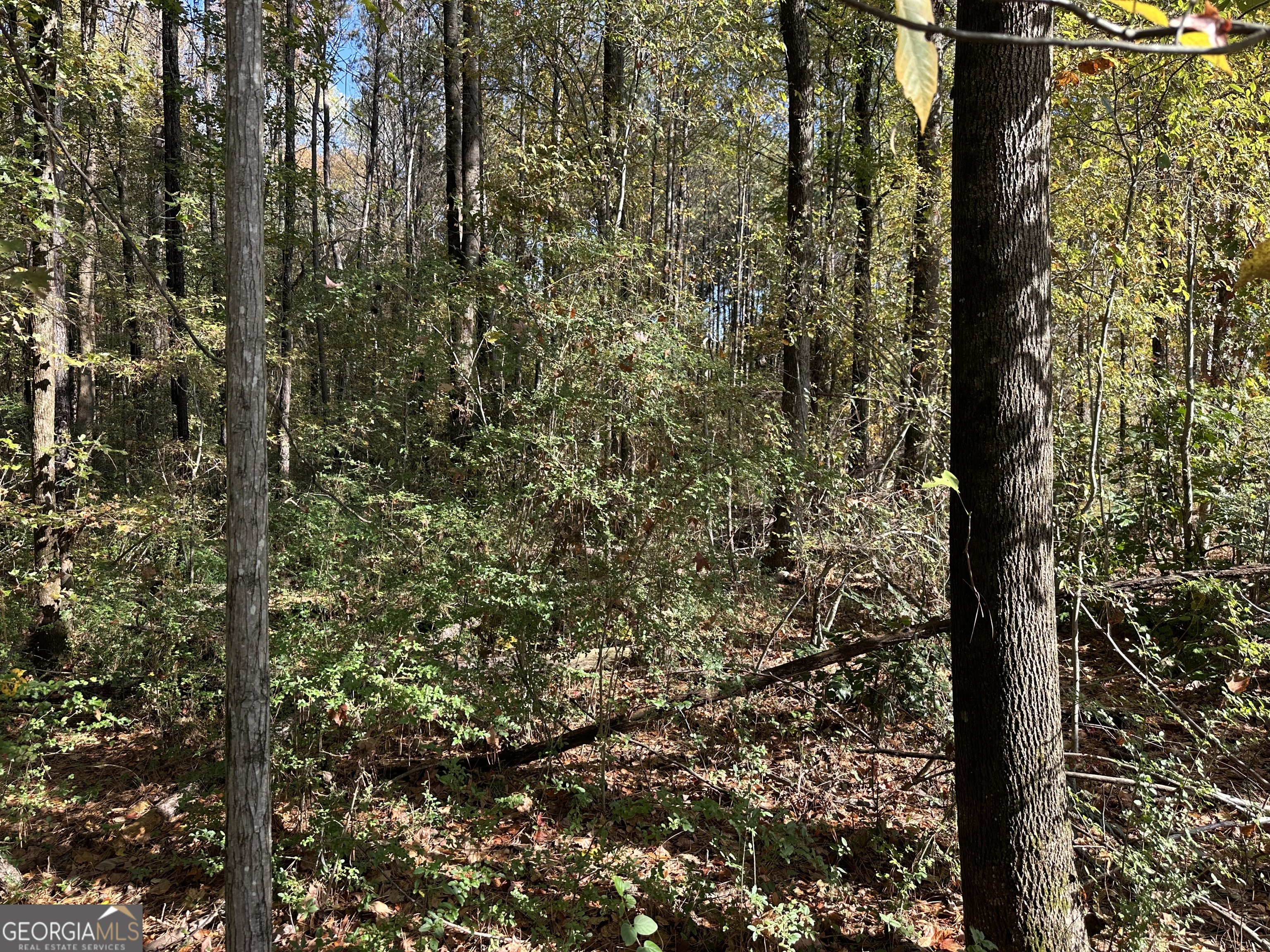 3600 Union Church Road Stockbridge, GA 30281 - Photo 6 of 7 a view of a forest