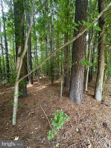 a backyard of a house with lots of trees