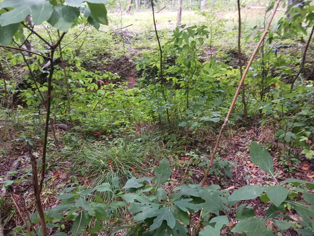 $499,000 | 12323 Lincoln Farms Drive, West Olive, MI 49460