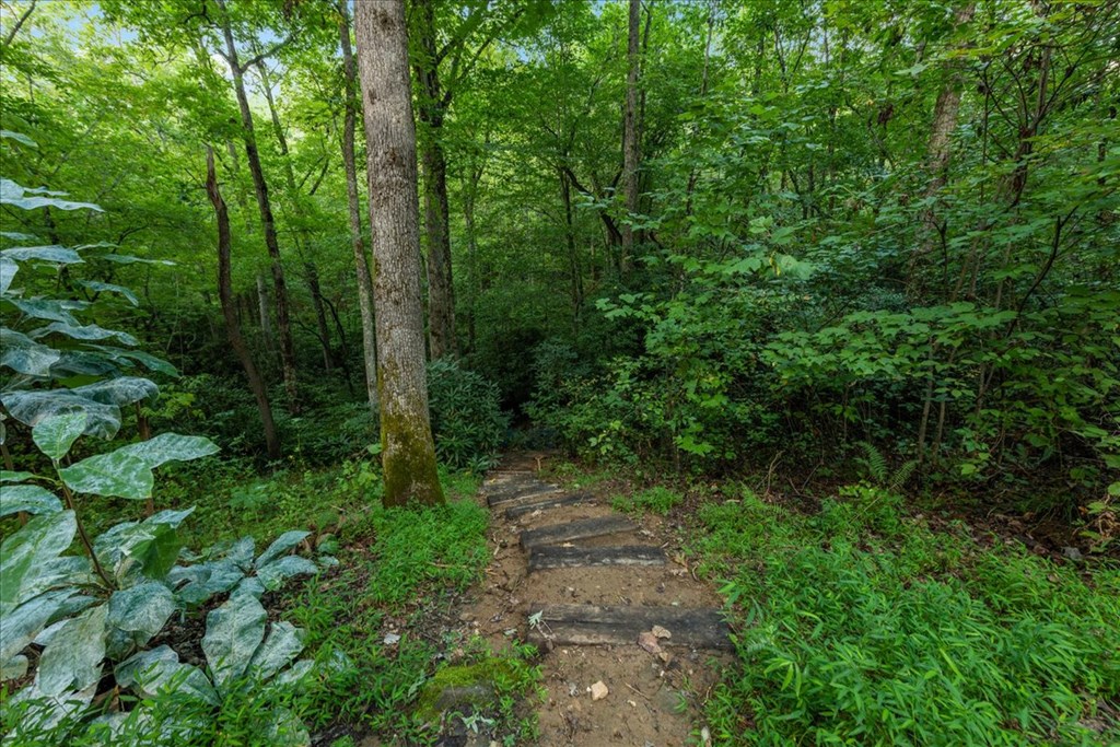 126 Brookwood Drive Blue Ridge, GA 30513 - Photo 18 of 106 a view of a lush green forest