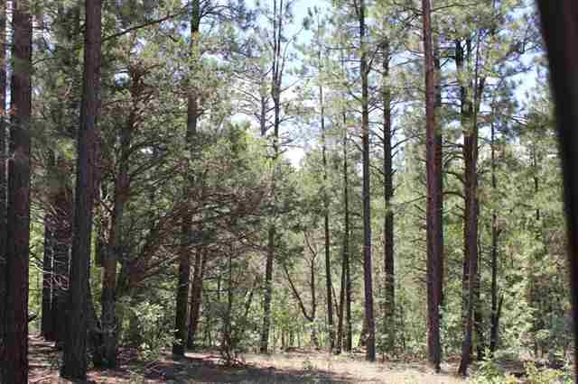 24 T9n R22e Lakeside, AZ 85929 - Photo 2 of 5 a view of a forest with trees