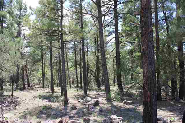 24 T9n R22e Lakeside, AZ 85929 - Photo 3 of 5 a view of outdoor space with lots of trees