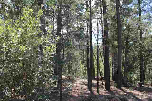 24 T9n R22e Lakeside, AZ 85929 - Photo 4 of 5 a view of forest