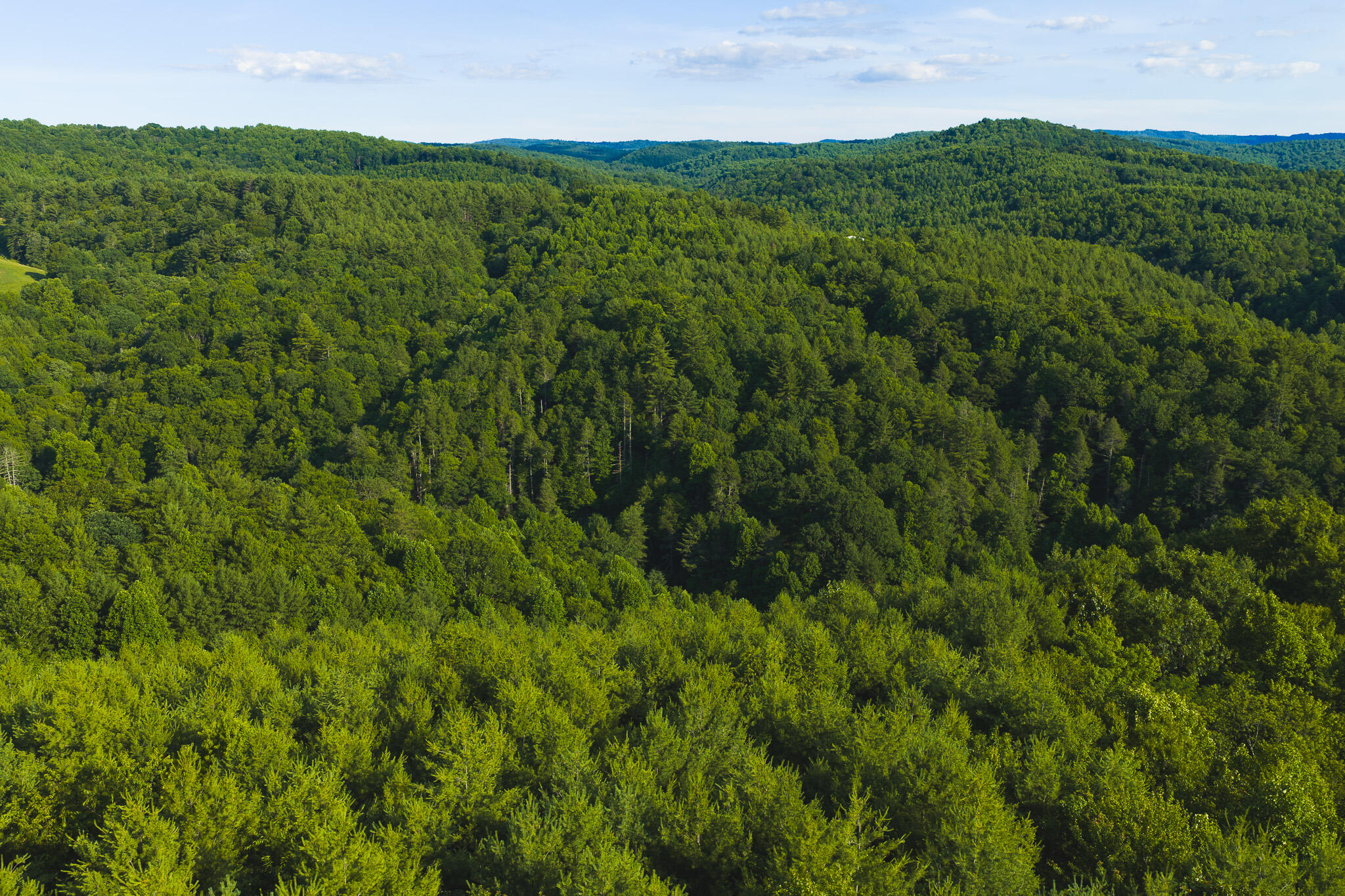 Tbd Sawmill Hill Road Northwest Willis, VA 24380 - Photo 12 of 40 a view of a lush green forest with trees in the background