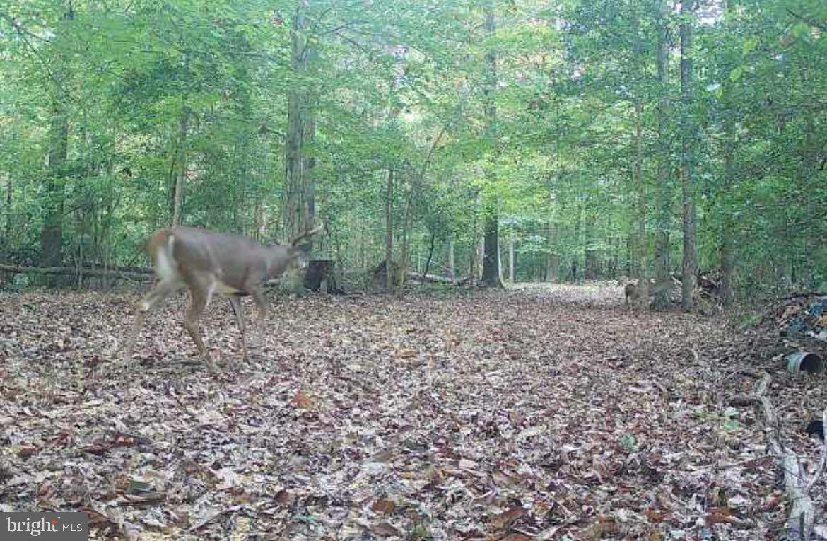 2555 Hancock Run Road Nanjemoy, MD 20662 - Photo 12 of 24 a view of a outdoor space
