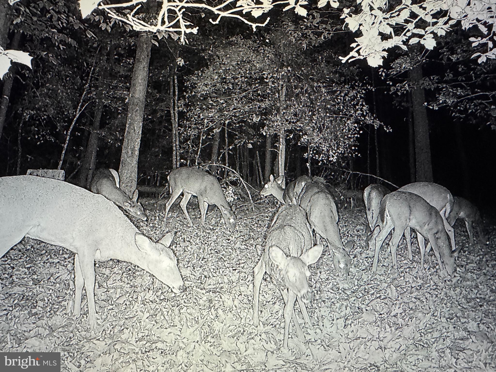 2555 Hancock Run Road Nanjemoy, MD 20662 - Photo 13 of 24 a view of outdoor space yard and patio