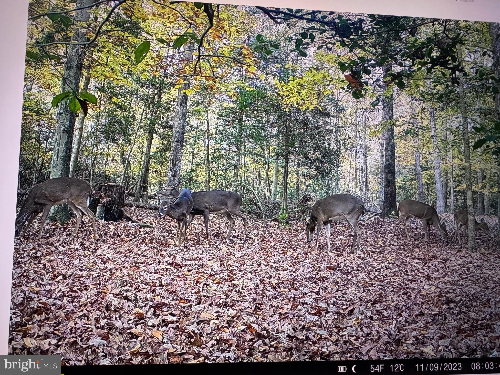2555 Hancock Run Road Nanjemoy, MD 20662 - Photo 14 of 24 a backyard of a house with lots of green space