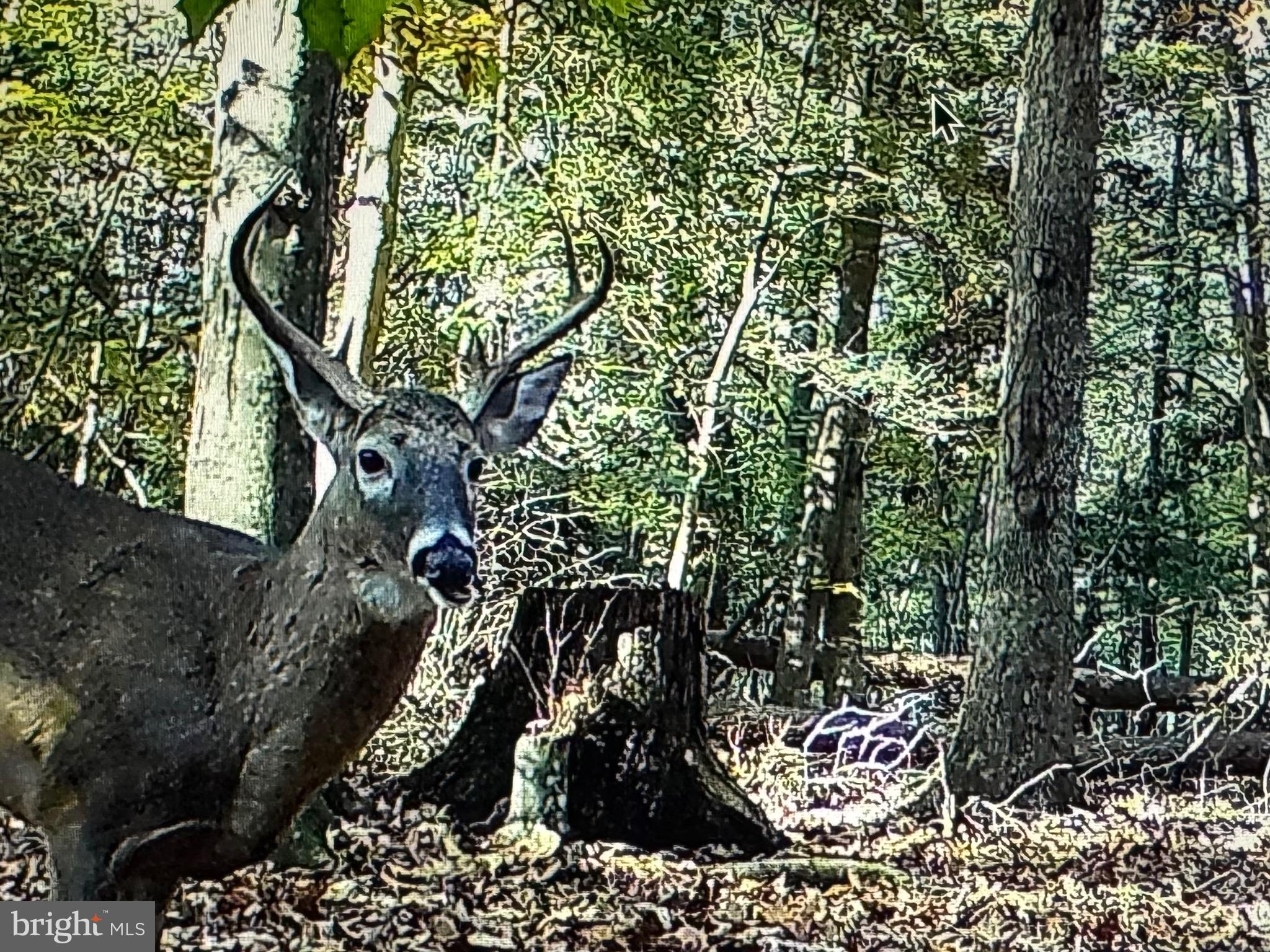 2555 Hancock Run Road Nanjemoy, MD 20662 - Photo 16 of 24 a picture of tree