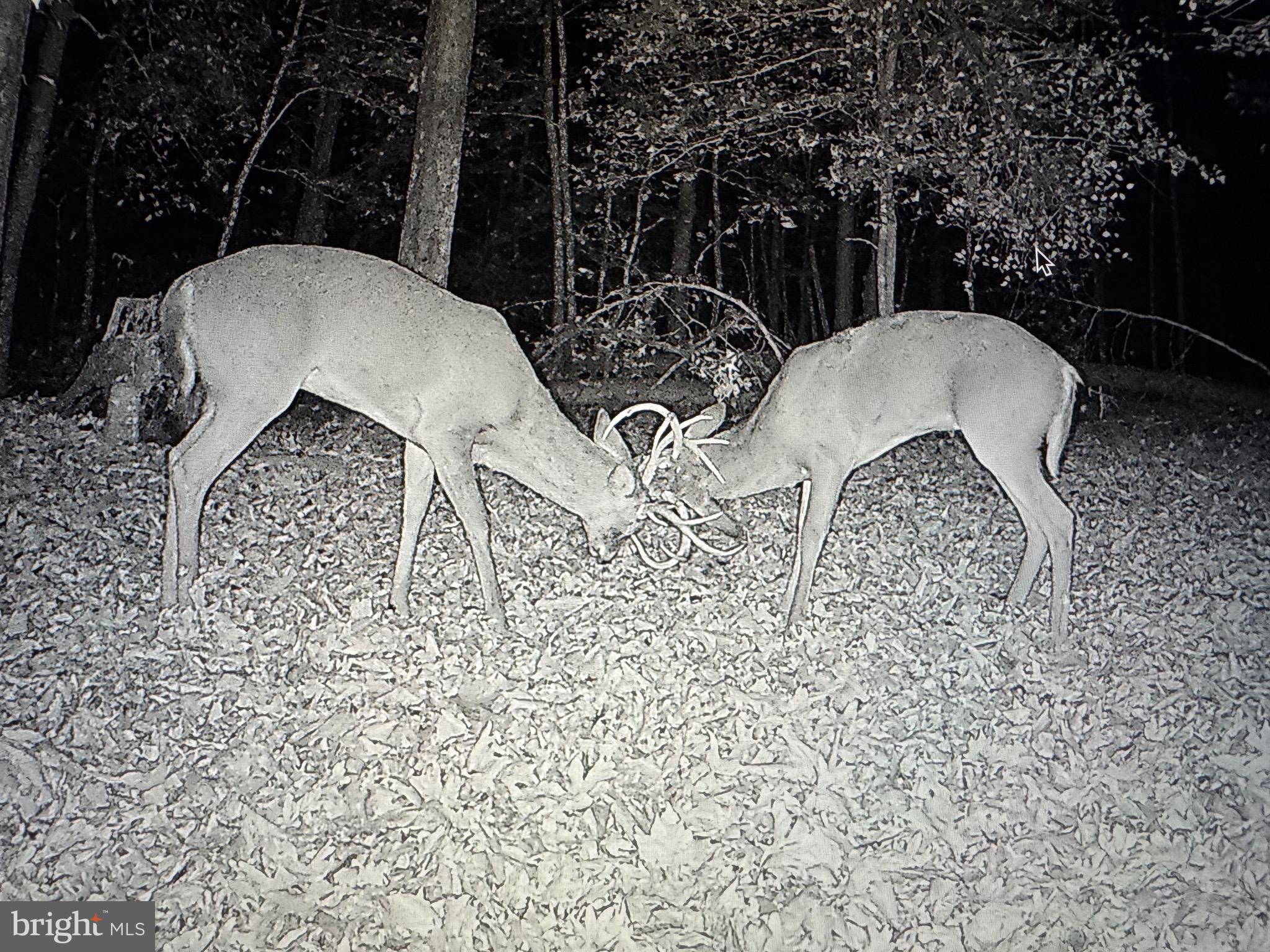 2555 Hancock Run Road Nanjemoy, MD 20662 - Photo 17 of 24 a view of outdoor space yard and patio
