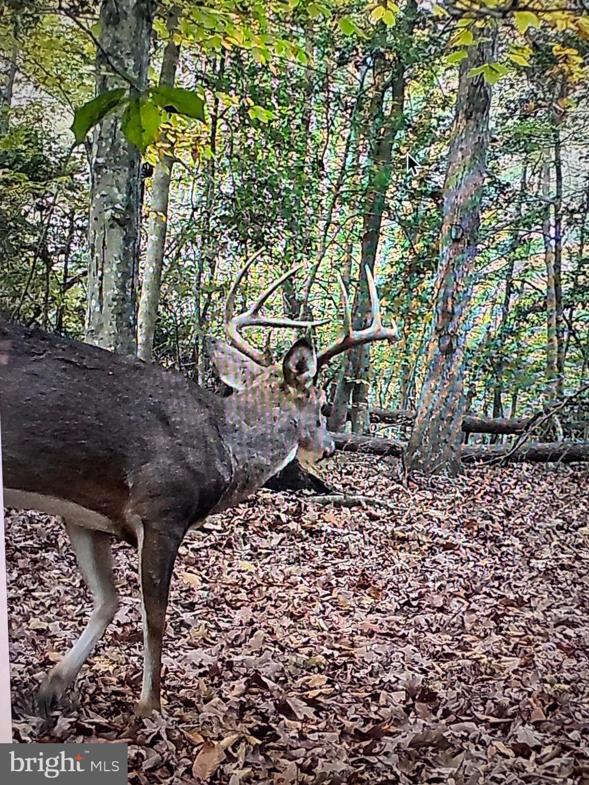 2555 Hancock Run Road Nanjemoy, MD 20662 - Photo 19 of 24 a view of a yard with plants and trees