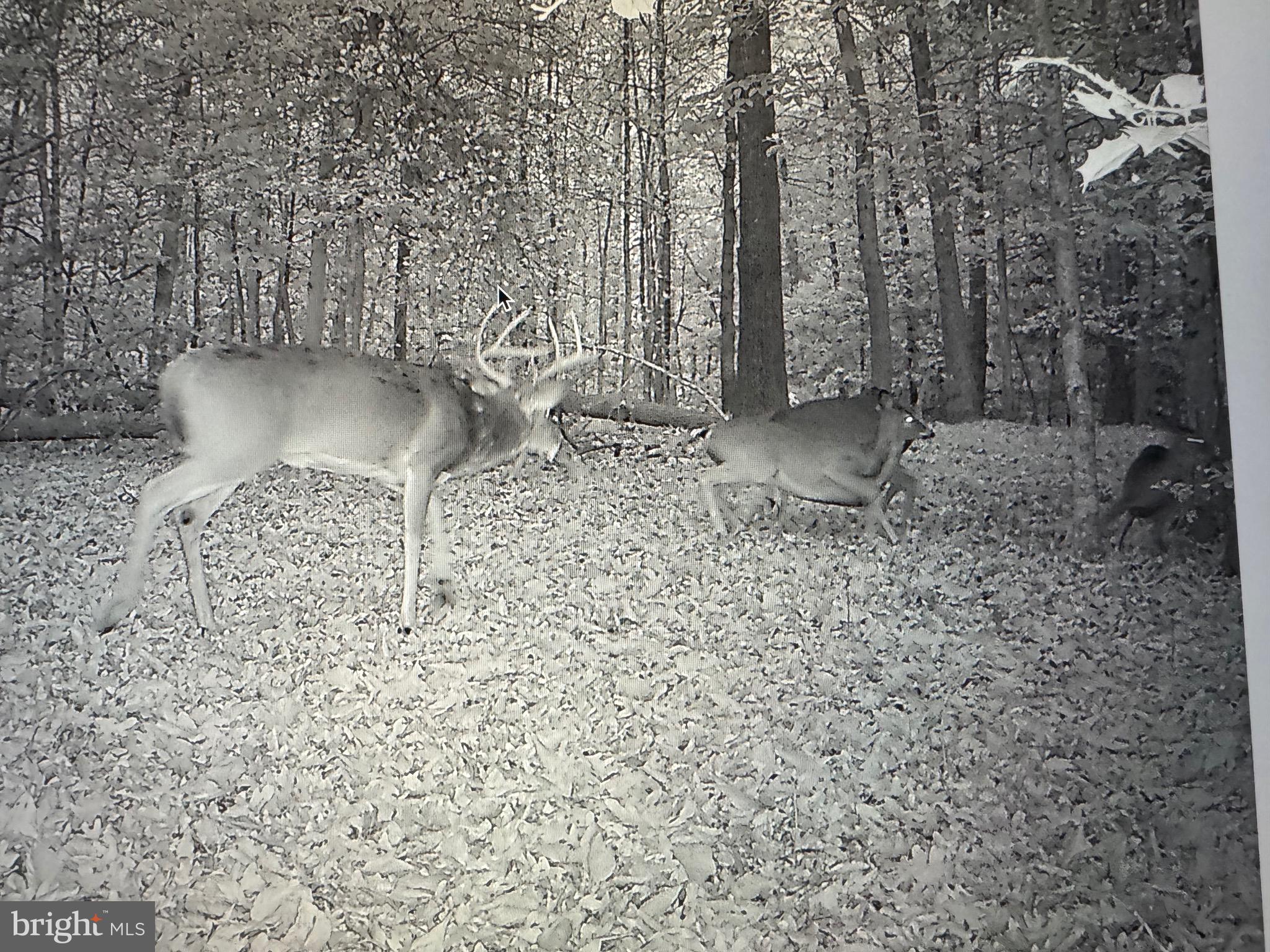 2555 Hancock Run Road Nanjemoy, MD 20662 - Photo 21 of 24 a view of outdoor space with chairs