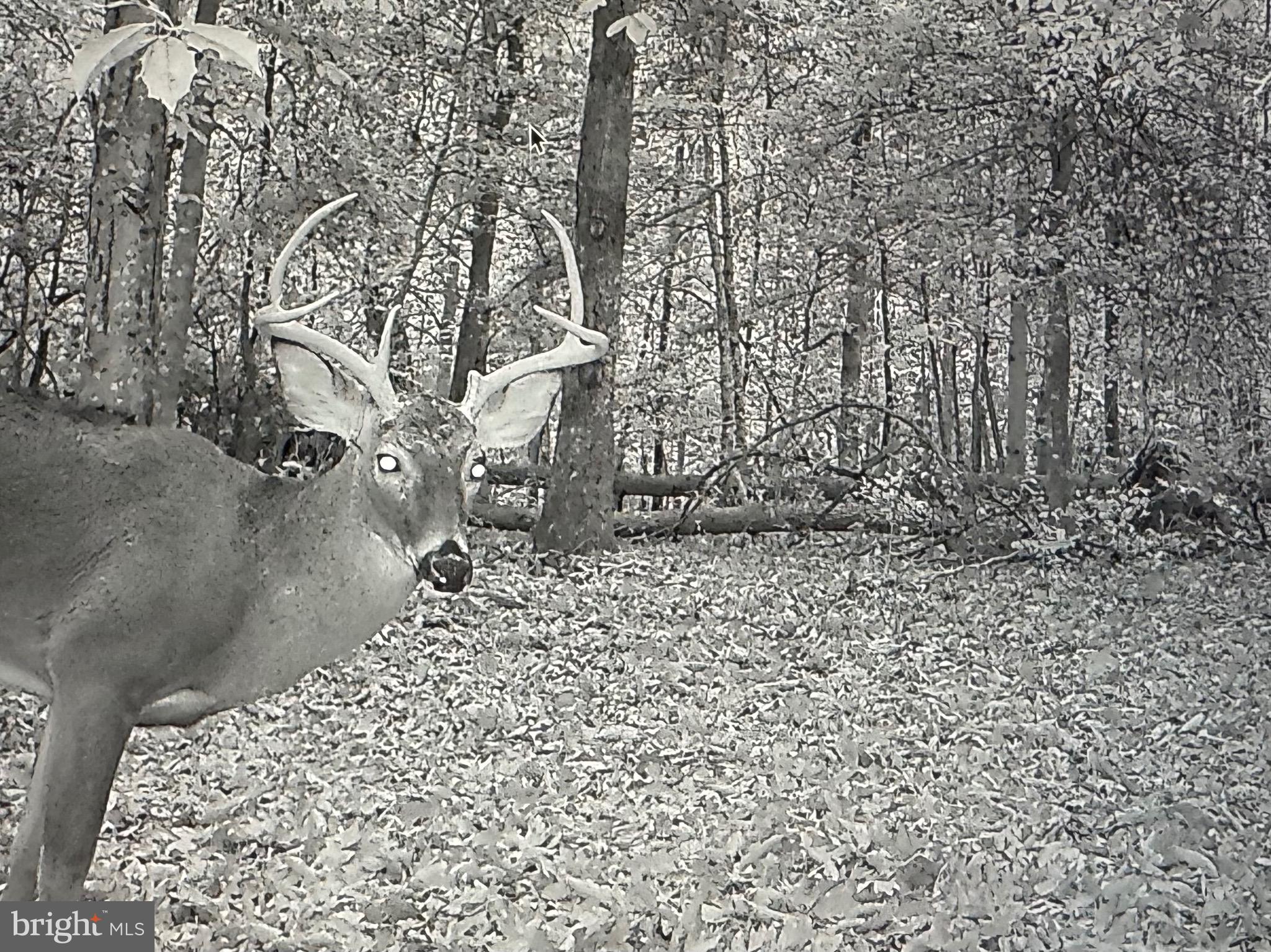 2555 Hancock Run Road Nanjemoy, MD 20662 - Photo 23 of 24 wooden floor with a dry yard