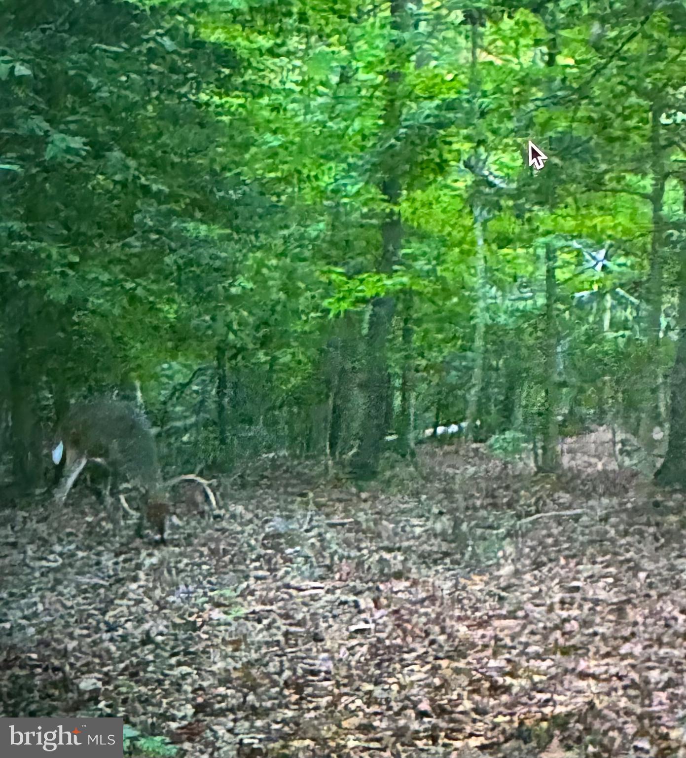 2555 Hancock Run Road Nanjemoy, MD 20662 - Photo 4 of 24 a big yard with lots of green space and tiles