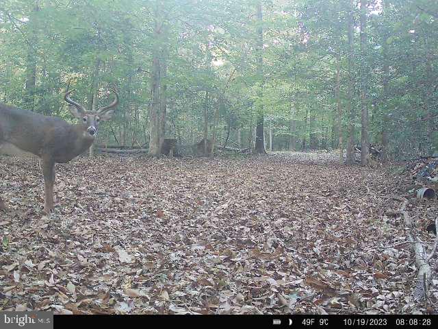 2555 Hancock Run Road Nanjemoy, MD 20662 - Photo 5 of 24 a view of a yard with plants and trees