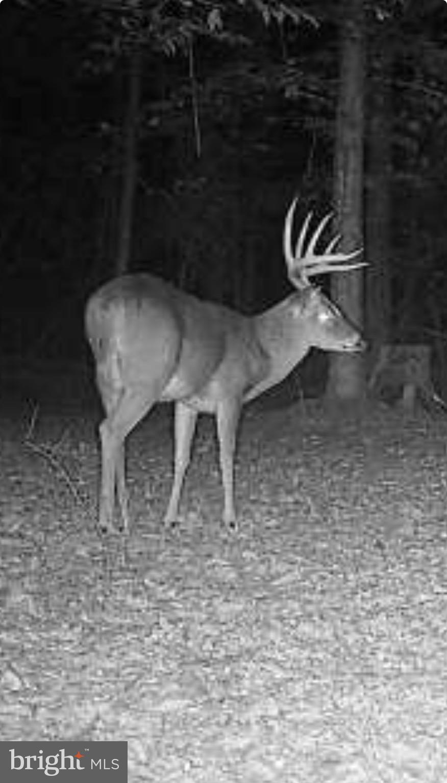 2555 Hancock Run Road Nanjemoy, MD 20662 - Photo 7 of 24