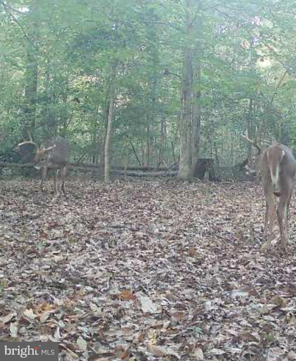 2555 Hancock Run Road Nanjemoy, MD 20662 - Photo 8 of 24 a view of a yard