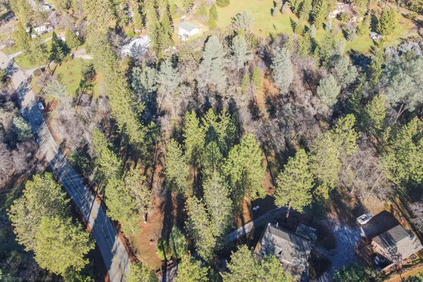 a view of a plants in middle of forest