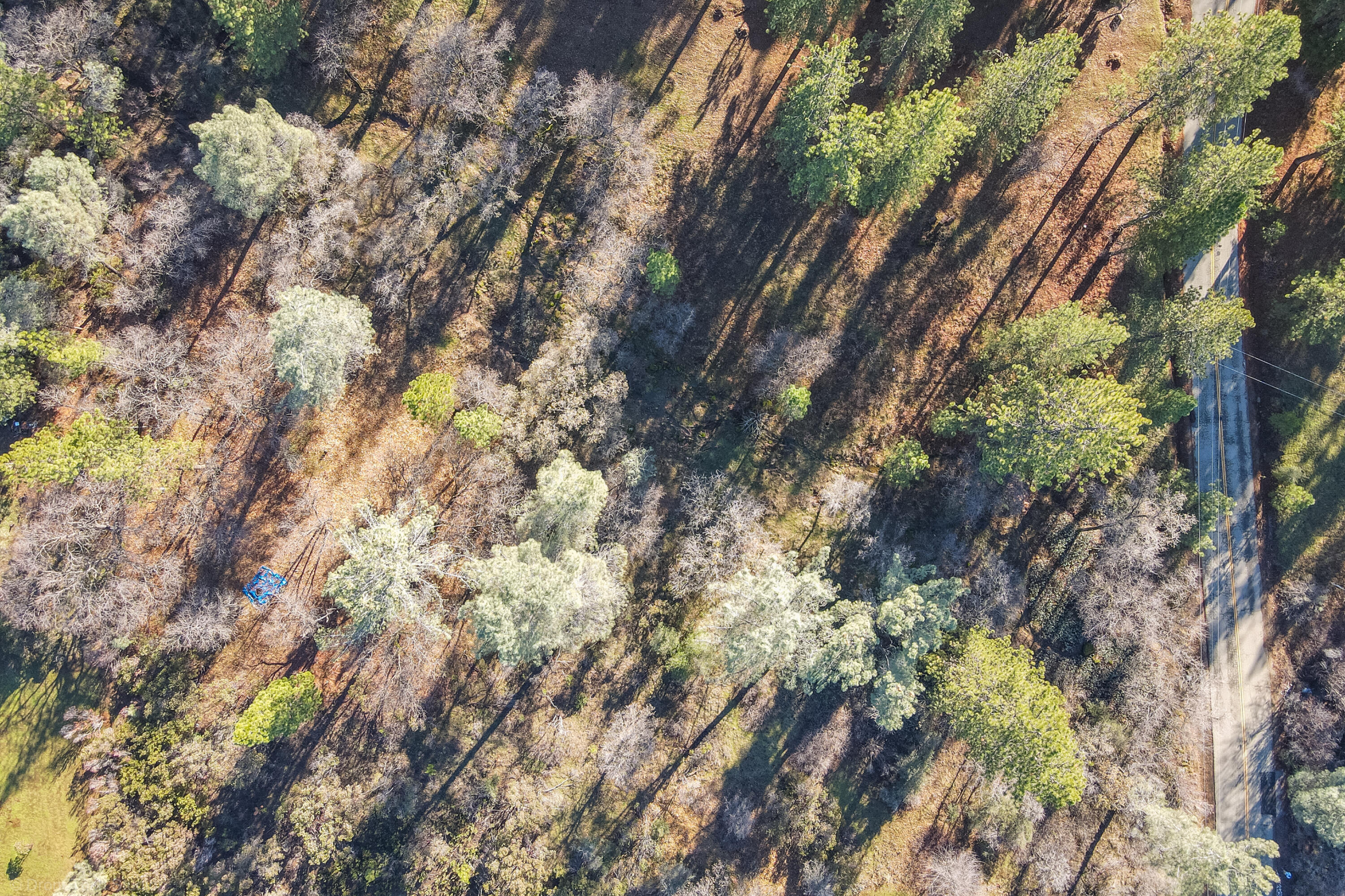 Lot 21 Black Butte Road Shingletown, CA 96088 - Photo 24 of 26 a view of a tree in a yard