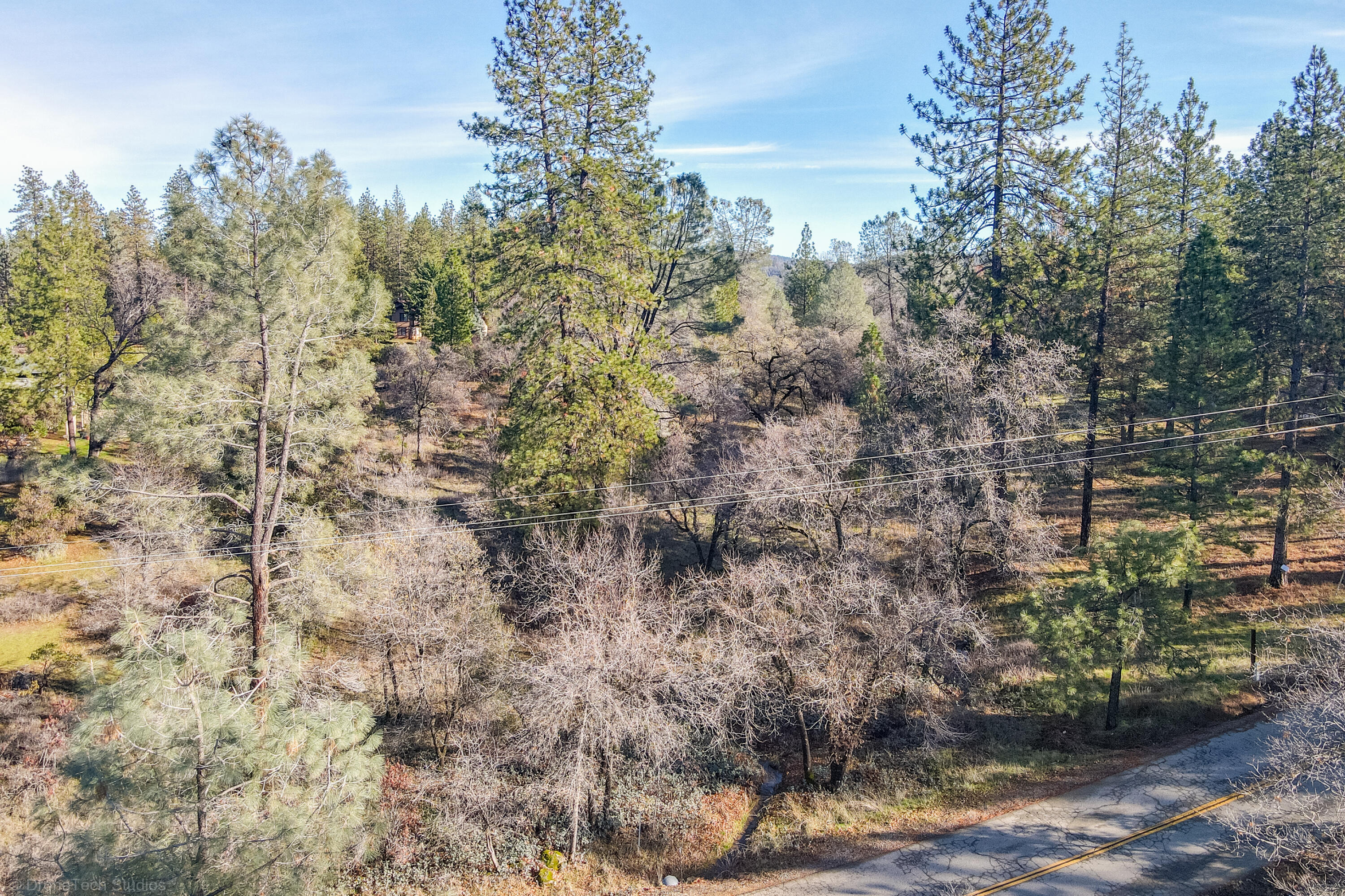 Lot 21 Black Butte Road Shingletown, CA 96088 - Photo 26 of 26 a view of a plants in middle of forest