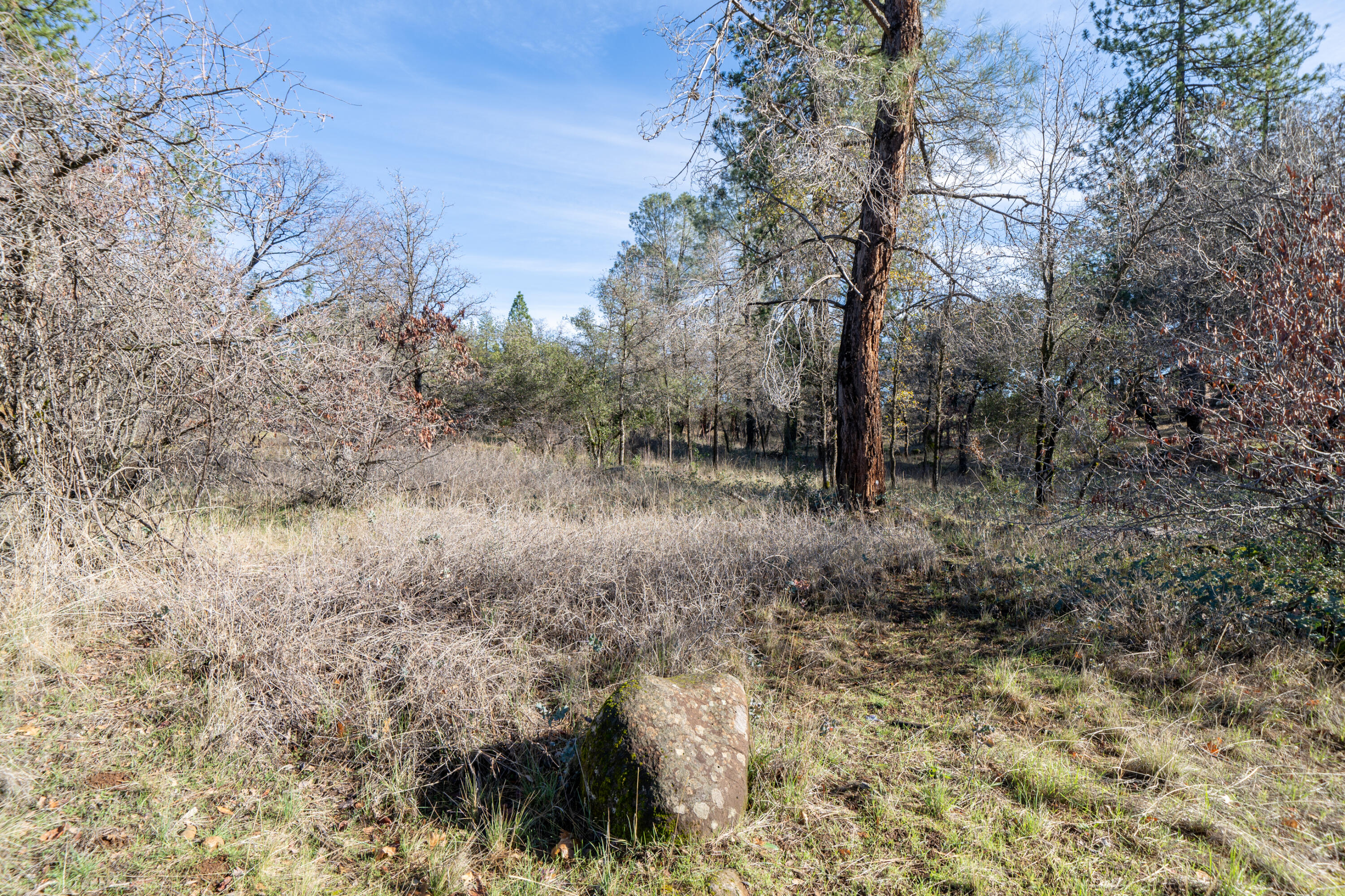 Lot 21 Black Butte Road Shingletown, CA 96088 - Photo 3 of 26 a view of a forest with lots of trees