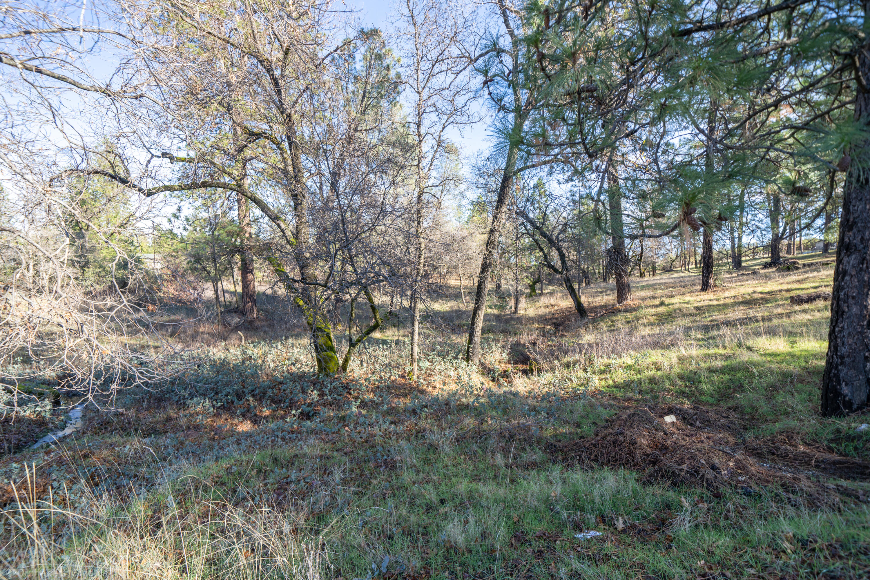 Lot 21 Black Butte Road Shingletown, CA 96088 - Photo 9 of 26 a view of yard covered with trees