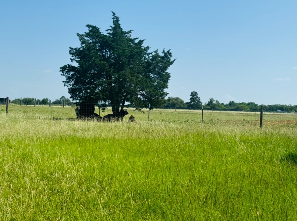 224 Crooked Hollow Road Elgin, TX 78621 - Photo 29 of 35 a view of green field with trees in the background