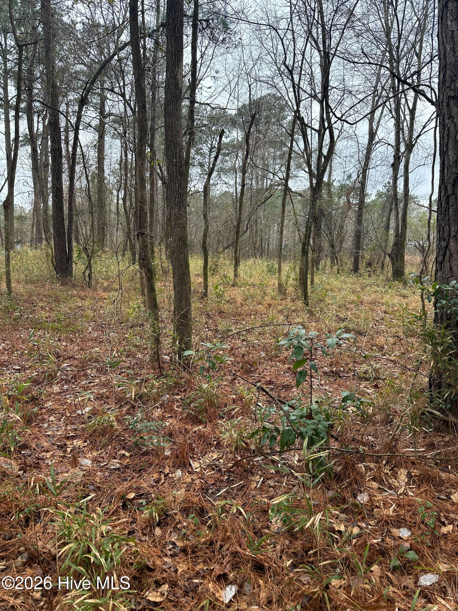 257 Fire Tower Road Richlands, NC 28574 - Photo 4 of 4 IMG_8045