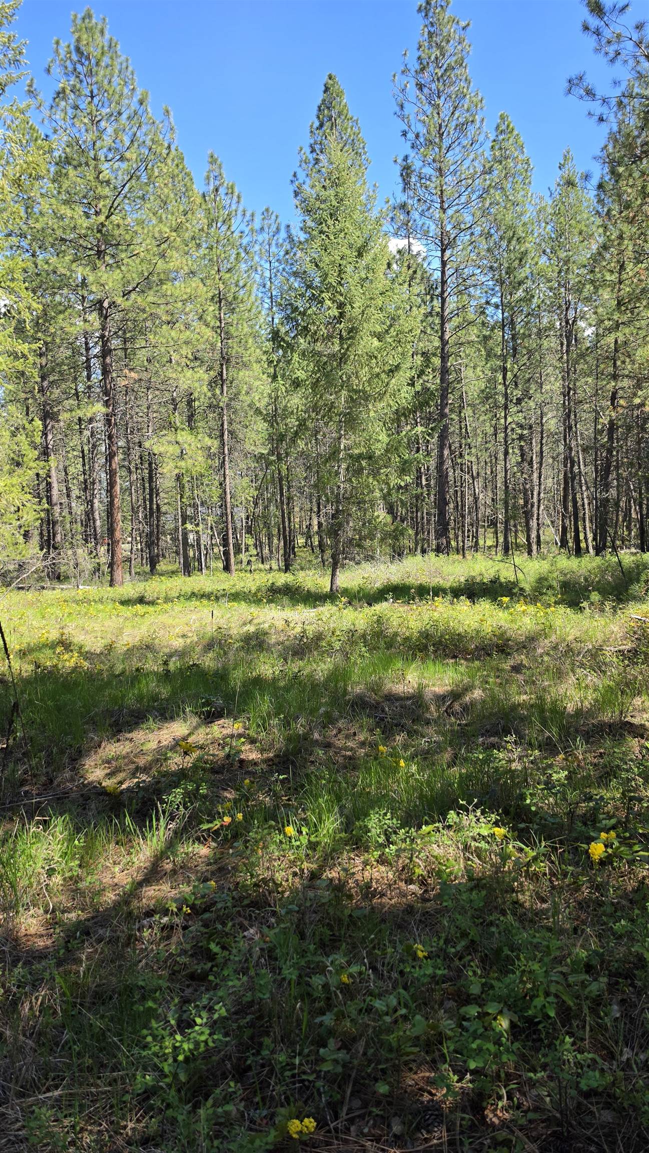 230-xx North Crescent Road Colbert, WA 99005 - Photo 21 of 24